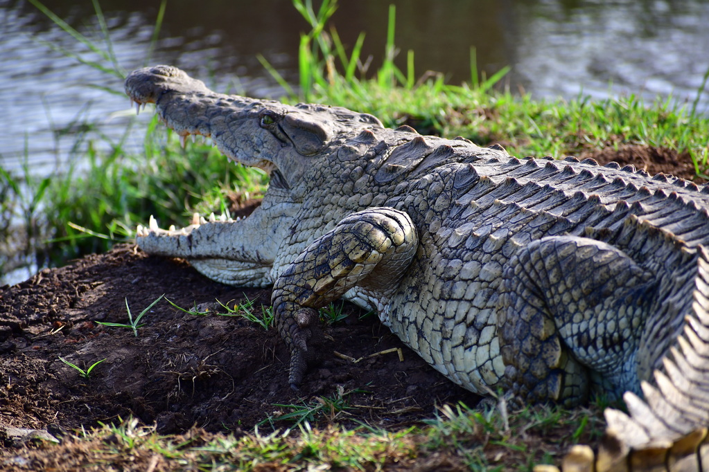 Tsavo West National Park